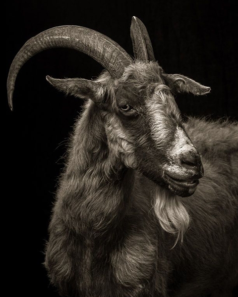 GOAT - Greatest of All Time's feature image