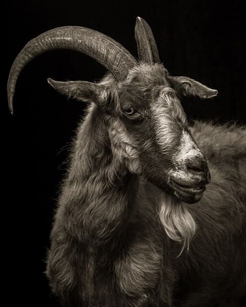 GOAT - Greatest of All Time